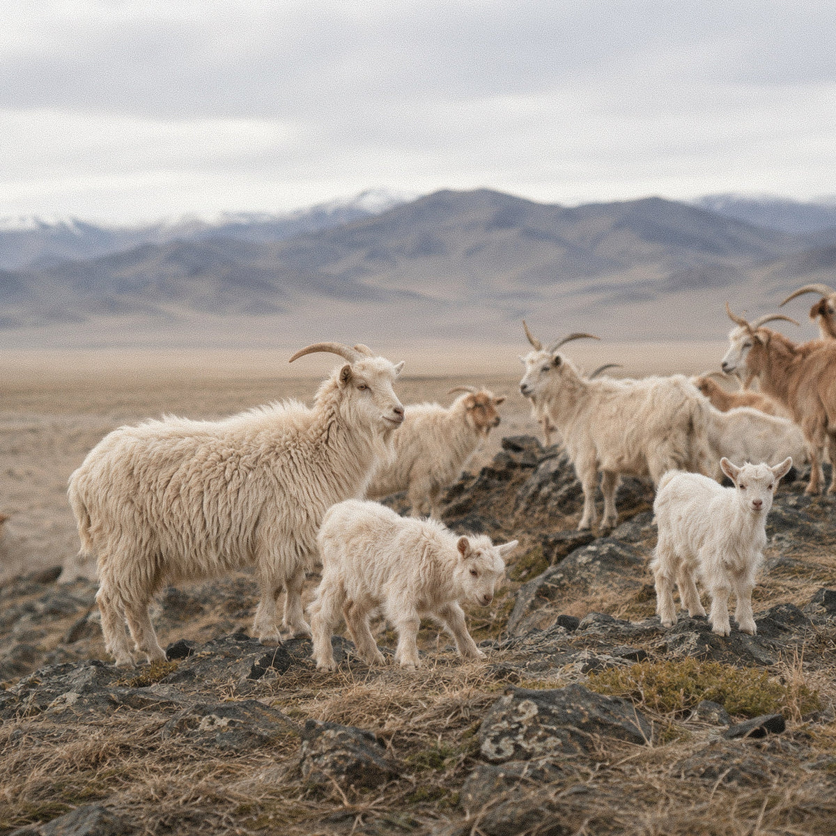 What Is Baby Cashmere? The World’s Softest Luxury, Made Accessible